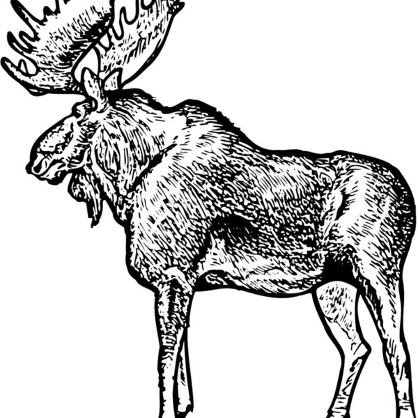 MOOSE004 Thumbnail