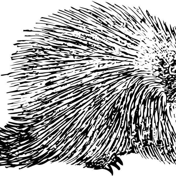 PORC002 Thumbnail
