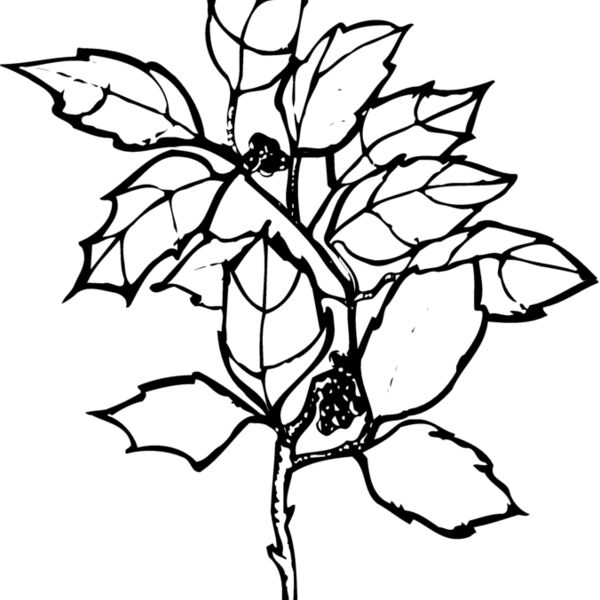 FLOWER08 Thumbnail